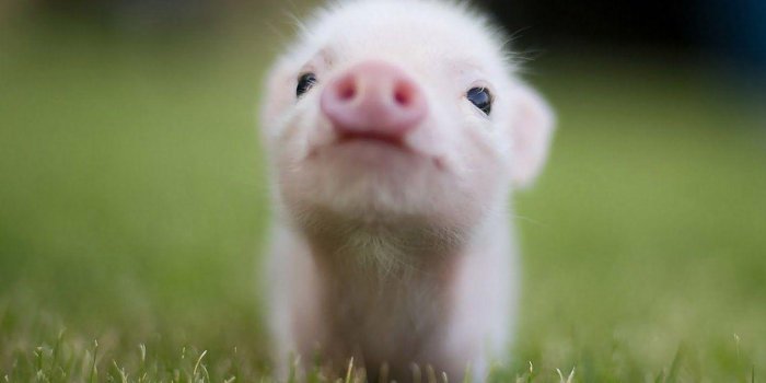 1440x900 Free download Cute Pig Wallpapers [1600x900] for your Desktop, Mobile &  Tablet | Explore 69+ Cute Pig Wallpaper | Cute Guinea Pig Wallpaper, Baby  Pig Desktop Wallpaper, Pigs Wallpaper