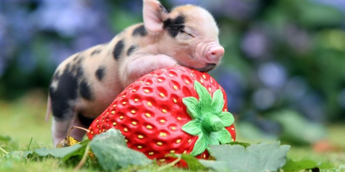 1920x1080 37 Pig Wallpapers - Wallpaperboat