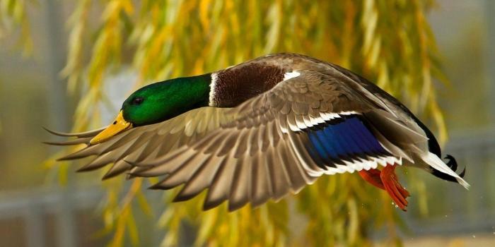 1366x768 Duck Backgrounds