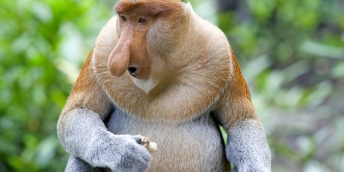 1600x900 Proboscis Monkey HD Wallpapers | Background Images