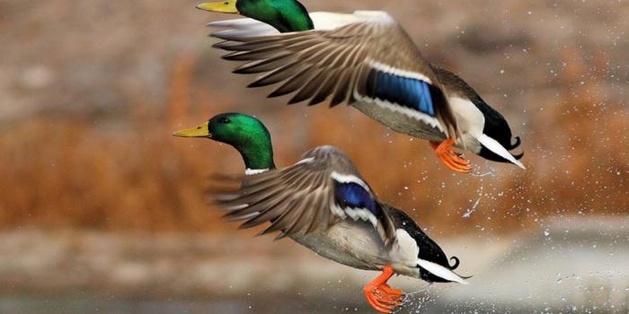 1920x1080 35 Duck Wallpapers - Wallpaperboat