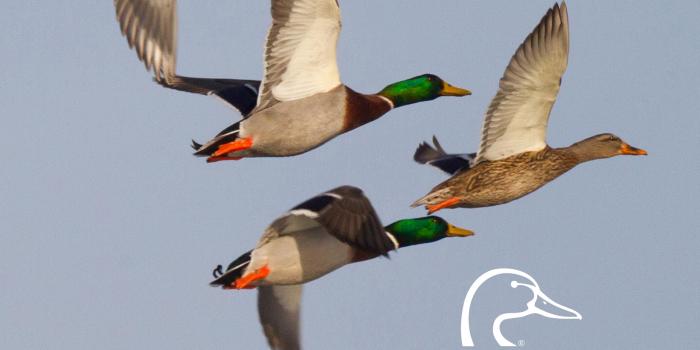 2048x2732 Ducks Unlimited Mobile Wallpaper