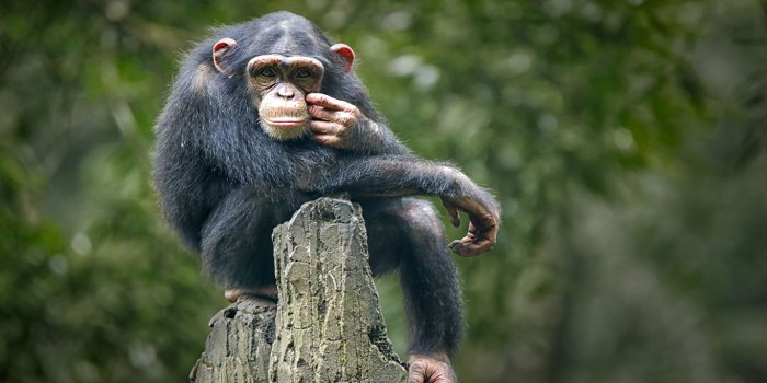 1366x820 Thoughtful Chimp Monkey Wallpaper Mural | Marmalade Art