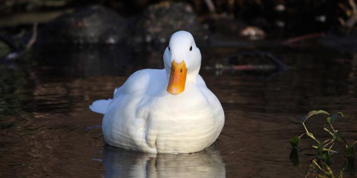 1920x1080 27 Duck Wallpapers - Wallpaperboat