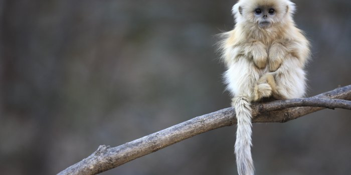 3508x2339 Baby snub-nosed monkey from central China [3508 x 2339] : r/wallpapers