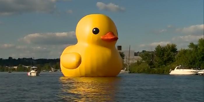 1920x1080 Wallpapers For > Rubber Duck Wallpaper Data-src - Duck Background -  1920x1080 Wallpaper - teahub.io