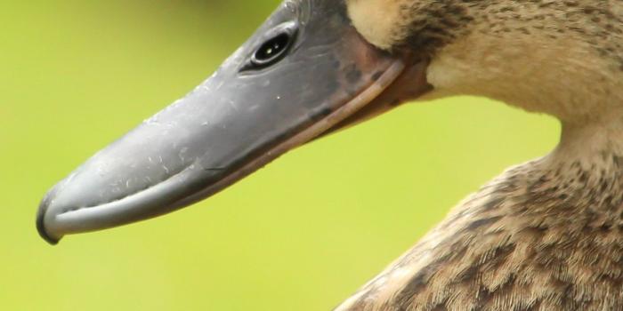 1440x2560 Duck Wallpaper - iPhone, Android & Desktop Backgrounds