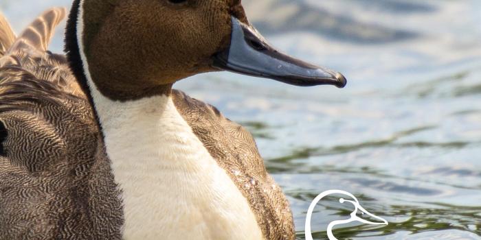 2048x2732 Ducks Unlimited Mobile Wallpaper