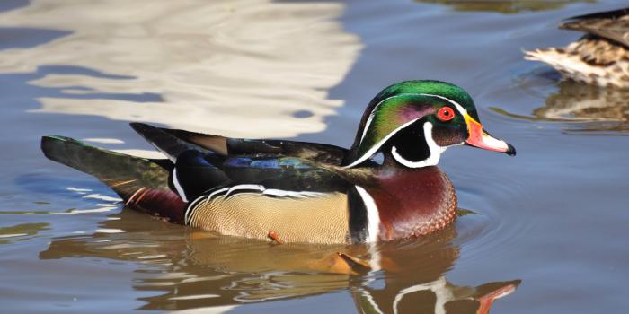 4288x2848 Wood Duck Wallpapers