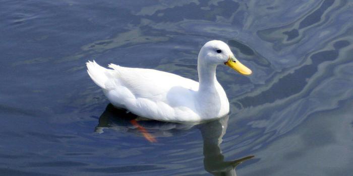 1600x1200 Duck Wallpapers - Animals Town