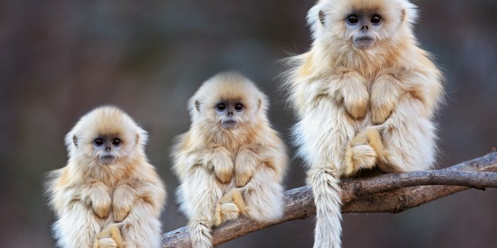 1920x1200 Monkey Wallpapers Free Download - PixelsTalk.Net