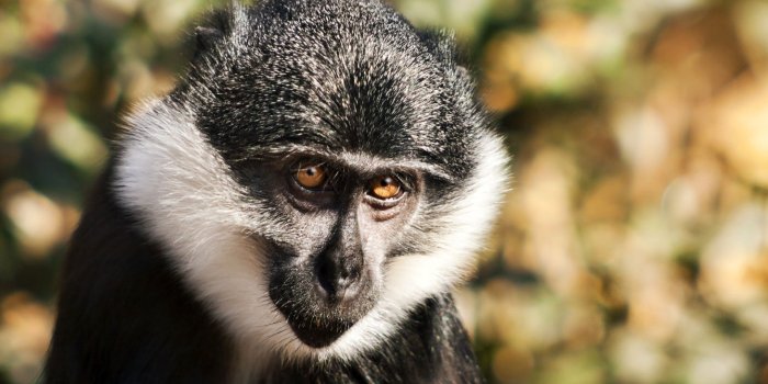 1920x1080 37 Monkey Wallpapers - Wallpaperboat