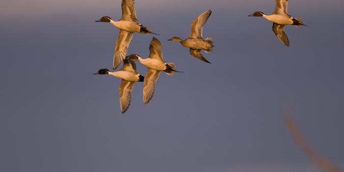 1600x1200 Free Desktop Wallpaper