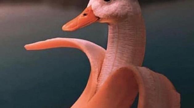 630x1280 Banana duck wallpaper by Rodrig08 - 9377 - Free on ZEDGE™