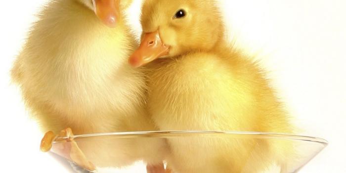 1024x1024 Duck Ultra HD Desktop Background Wallpaper for 4K UHD TV : Widescreen &  UltraWide Desktop & Laptop : Tablet : Smartphone