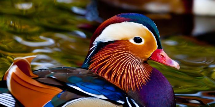 1920x1080 Mandarin Duck wallpapers, Animal, HQ Mandarin Duck pictures | 4K Wallpapers  2019