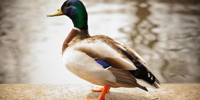 2560x1440 Duck Wallpapers - Top Free Duck Backgrounds - WallpaperAccess