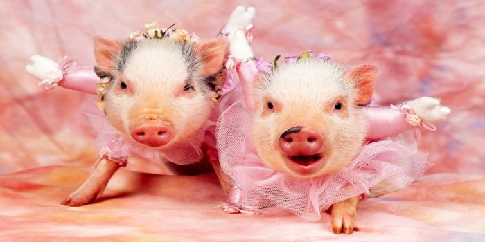 1280x800 Pig wallpapers 1280x800 desktop backgrounds