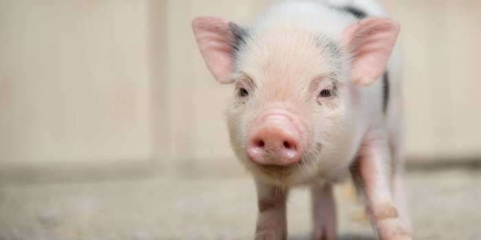3000x1984 Miniature Pig Wallpapers
