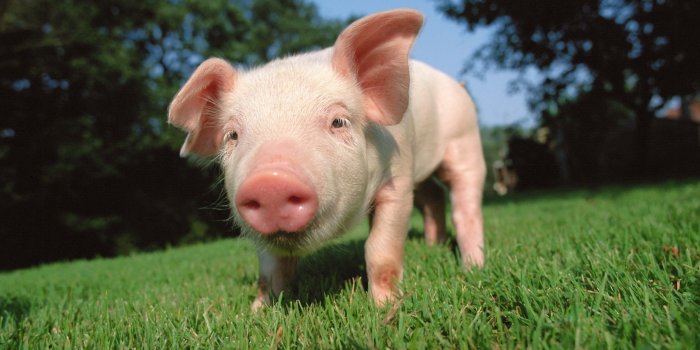 2560x1600 10 HD Pig Wallpapers