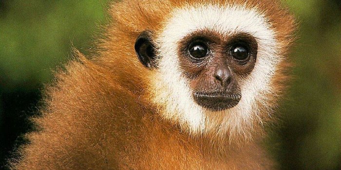 1024x768 Monkey Wallpaper and Background - Animals Town