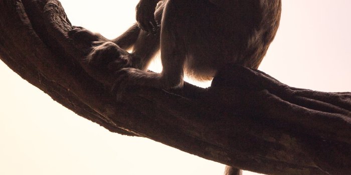 1125x2436 Best Monkey iPhone X HD Wallpapers - iLikeWallpaper