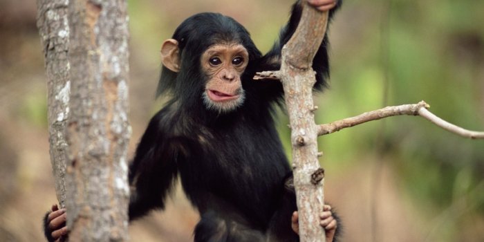 1280x800 Black Monkey HD Wallpaper - WallpaperFX