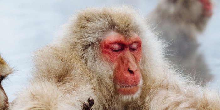 1440x2560 Snow Monkey Wallpaper - iPhone, Android & Desktop Backgrounds