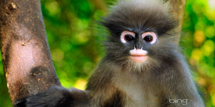 1920x1200 46+] Cute Monkey Wallpaper Desktop on WallpaperSafari