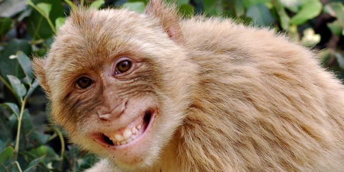 2560x1440 High Resolution Monkey Wallpapers Widescreen Full Size Desktop  Background