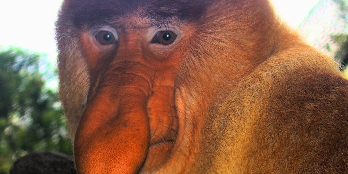 1600x1200 Proboscis Monkey Wallpapers - Animals Town