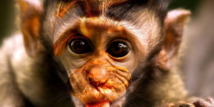 1824x1080 Cute Monkeys Wallpaper Wallpaper Monkey Hd Wallpapers - Monkey Funny Images  Hd - 1824x1080 Wallpaper - teahub.io