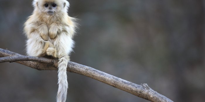 2560x1600 Golden Snub-nosed Monkey wallpapers HD for desktop backgrounds