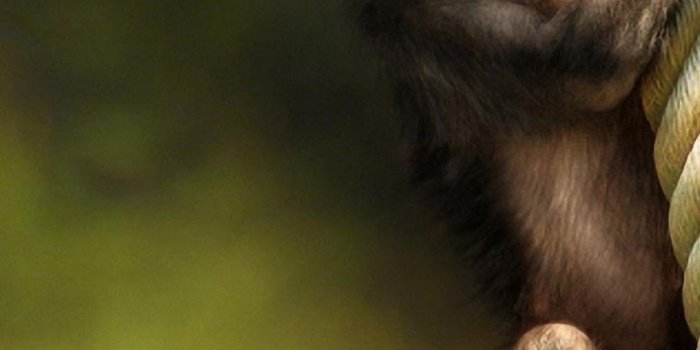 1080x1920 Monkey Wallpaper Iphone - 1080x1920 - Download HD Wallpaper - WallpaperTip