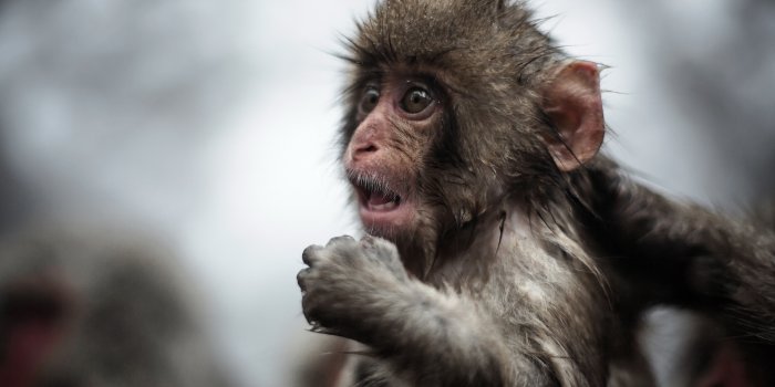 1920x1200 Monkey Wallpaper #6803160