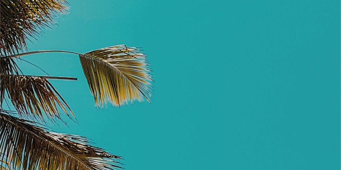 1242x2688 Apple ob59 summer tree palm nature iPhone X Wallpapers Free Download