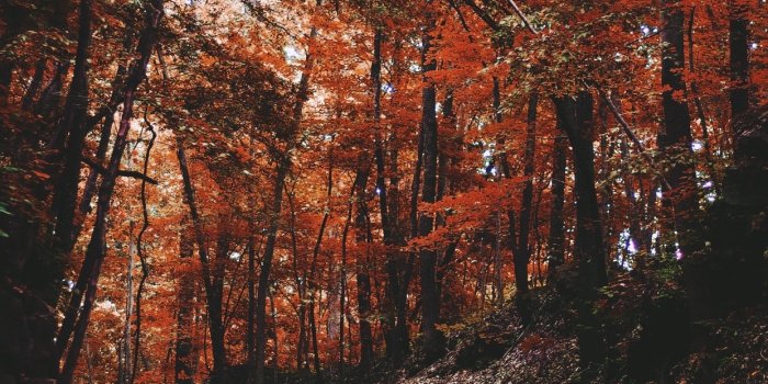 1242x2688 Wallpaper Weekends: Autumn iPhone XS Max Wallpapers