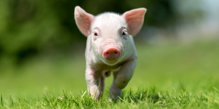 1332x850 Wallpaper grass, look, little, pig images for desktop, section животные -  download