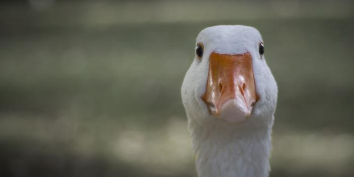 1920x1080 Duck HD Wallpaper | 1920x1080 | ID:40318