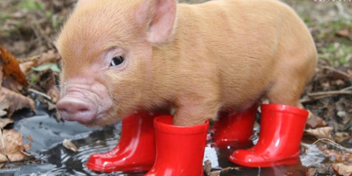 1920x1080 50+] Pig Desktop Wallpaper on WallpaperSafari