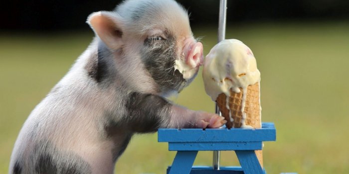 1440x900 Pig Wallpaper 1920x1080 64098 - Baltana