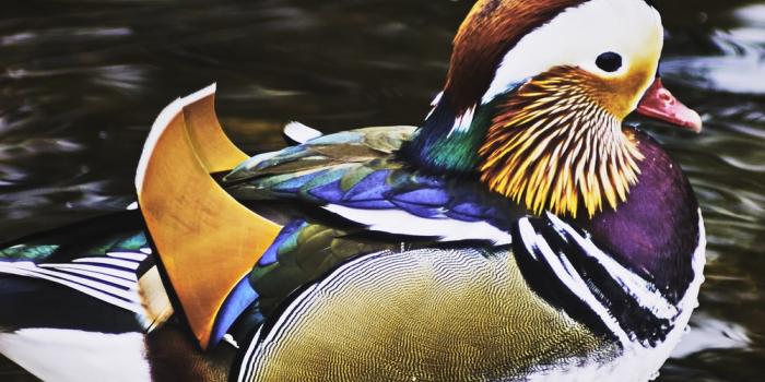 1000x1449 Mandarin Duck Pictures | Download Free Images on Unsplash