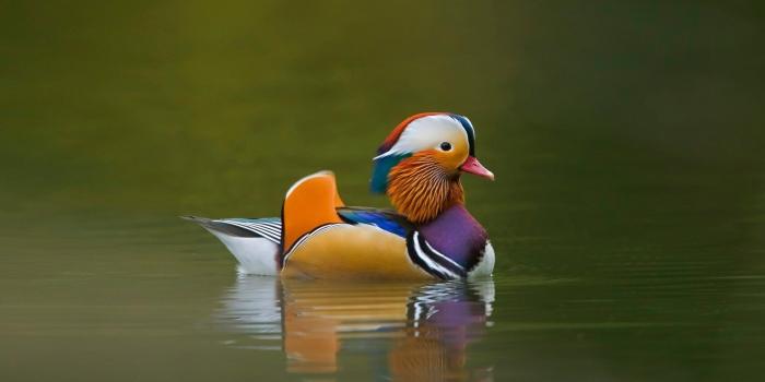 1920x1080 Mandarin Duck wallpapers HD for desktop backgrounds
