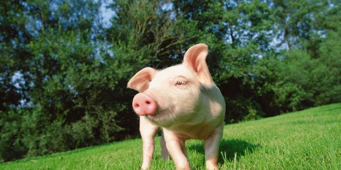 2560x1440 Mac iMac 27 Pig Wallpapers HD, Desktop Backgrounds 2560x1440 Desktop  Background