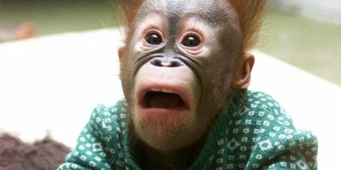 1024x768 beautiful desktop wallpapers 2014: Cute monkey wallpaper free