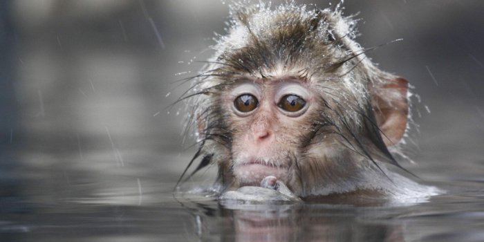 1600x1200 35+ Cute Monkey Wallpapers: HD, 4K, 5K for PC and Mobile | Download free  images for iPhone, Android