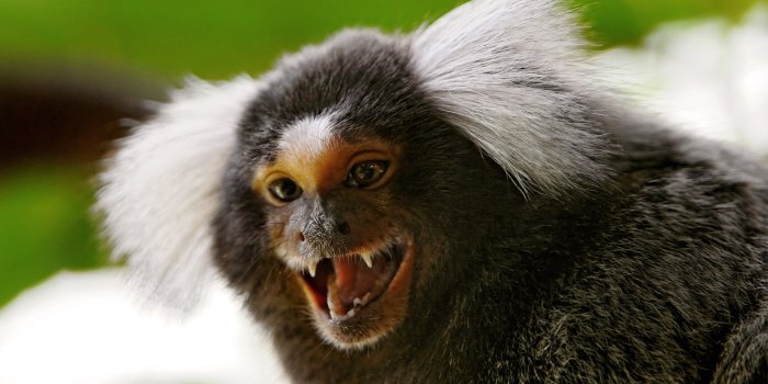 1920x1200 Marmoset monkey HD Wallpapers | 7wallpapers.net
