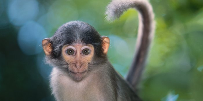 3543x2316 Monkey Wallpapers Hd