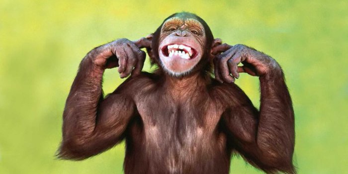 1920x1080 Monkey Funny Wallpapers (54+ background pictures)