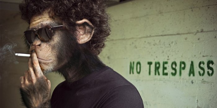 1920x1080 HD Monkey Wallpapers - PixelsTalk.Net